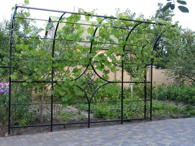 How to make a pergola for grapes with your own hands