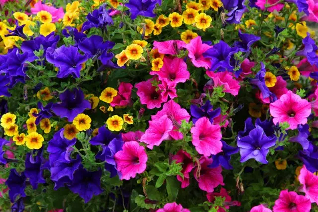 How to make a petunia bloom