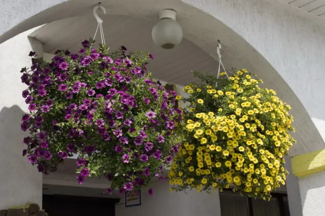 How to make a petunia bloom