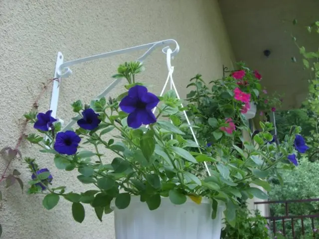 How to make a petunia bloom