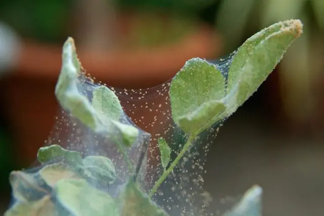 How to make a petunia bloom