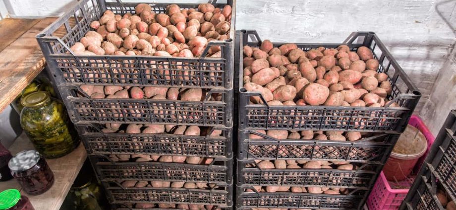 How to make a storage box for potatoes in winter 