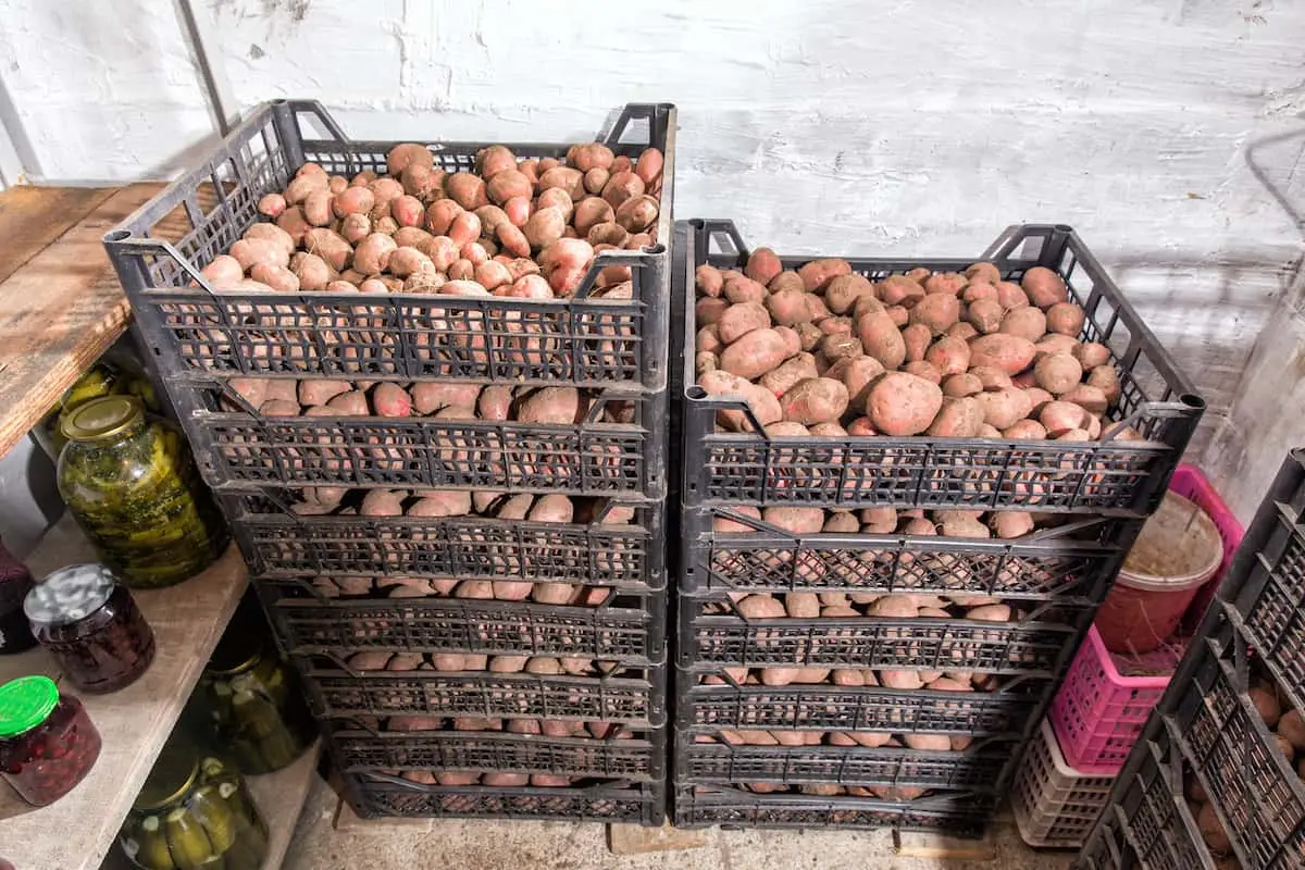 How to make a storage box for potatoes in winter 