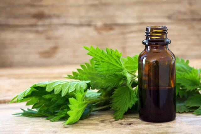 How to make a tincture of nettle on vodka, on alcohol