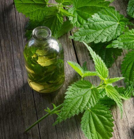 How to make a tincture of nettle on vodka, on alcohol