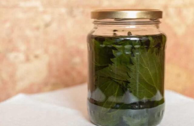 How to make a tincture of nettle on vodka, on alcohol