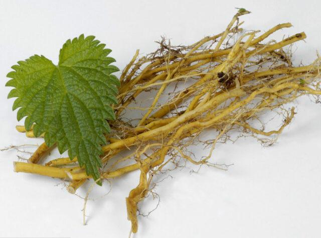 How to make a tincture of nettle on vodka, on alcohol