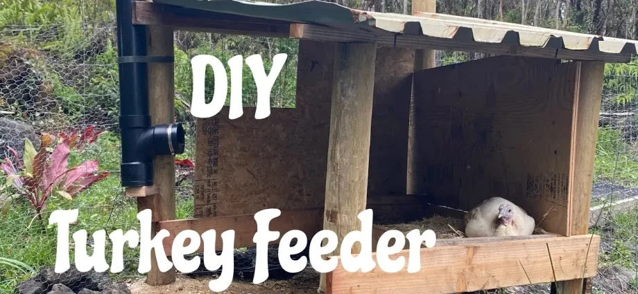 How to make a turkey feeder