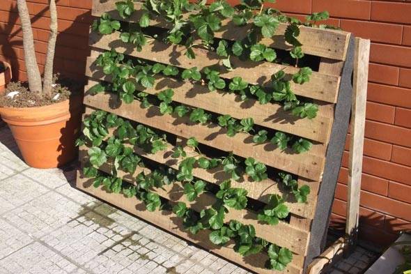 How to make a vertical garden