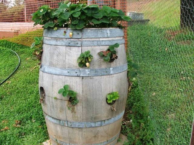 How to make a vertical garden