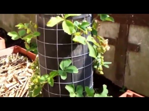 How to make a vertical garden