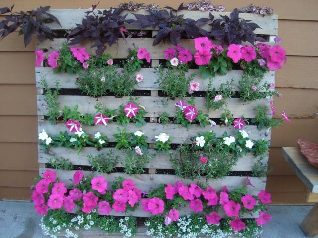 How to make a vertical garden