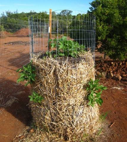 How to make a vertical garden