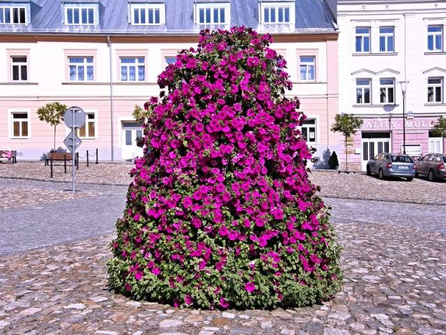 How to make a vertical petunia flower bed