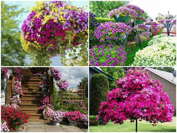 How to make a vertical petunia flower bed