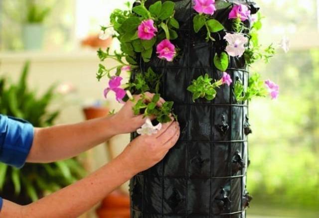 How to make a vertical petunia flower bed