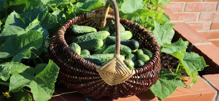 How to make a warm bed for cucumbers in the fall