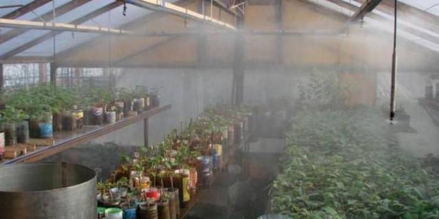 How to make automatic watering in a greenhouse