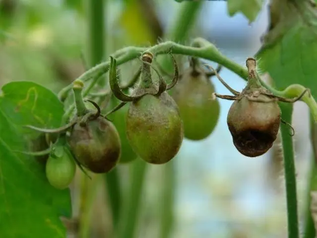 How to make Bordeaux mixture for spraying tomatoes 