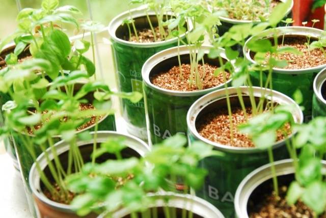 How to make boxes for seedlings with your own hands