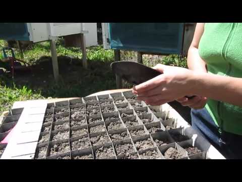 How to make boxes for seedlings with your own hands