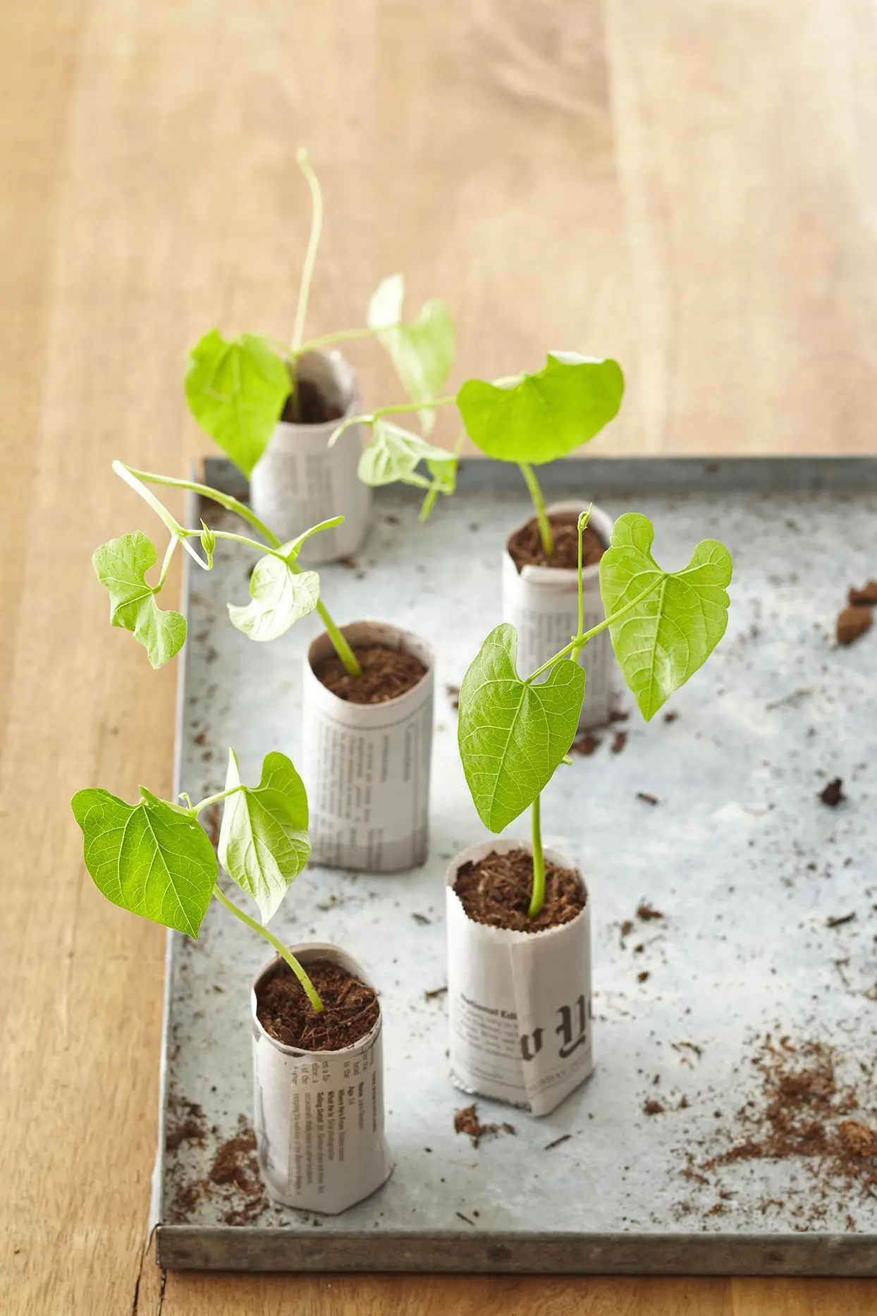 How to make boxes for seedlings with your own hands