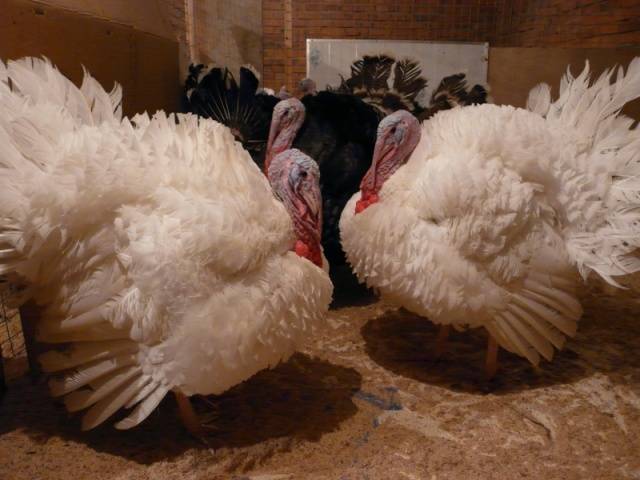 How to make cages for turkeys with your own hands