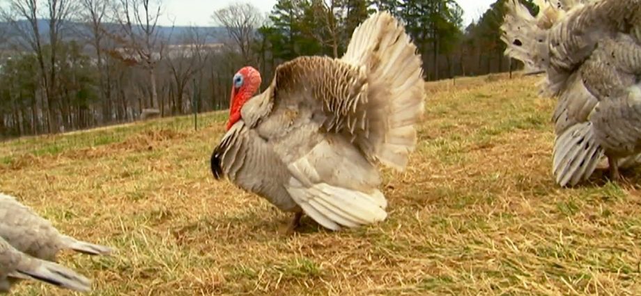 How to make cages for turkeys with your own hands