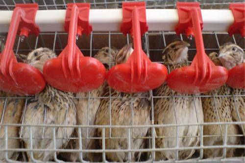 How to make drinkers and feeders for quails + drawings