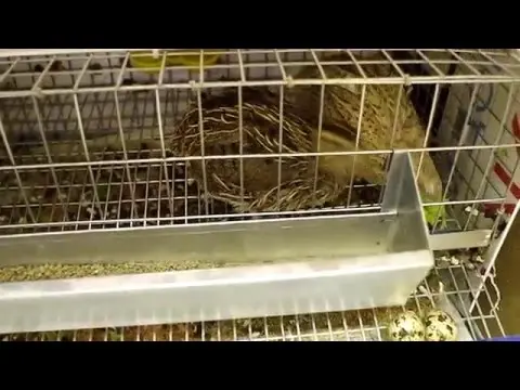 How to make drinkers and feeders for quails + drawings