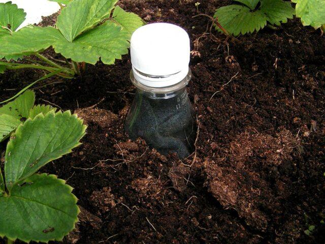 How to make drip irrigation for strawberries with your own hands