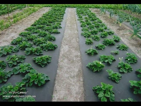 How to make drip irrigation for strawberries with your own hands