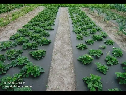 How to make drip irrigation for strawberries with your own hands