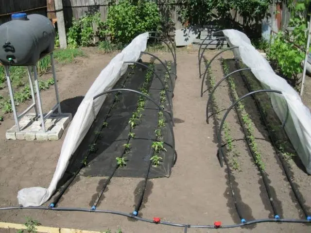 How to make drip irrigation with your own hands + video