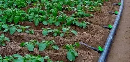 How to make drip irrigation with your own hands + video