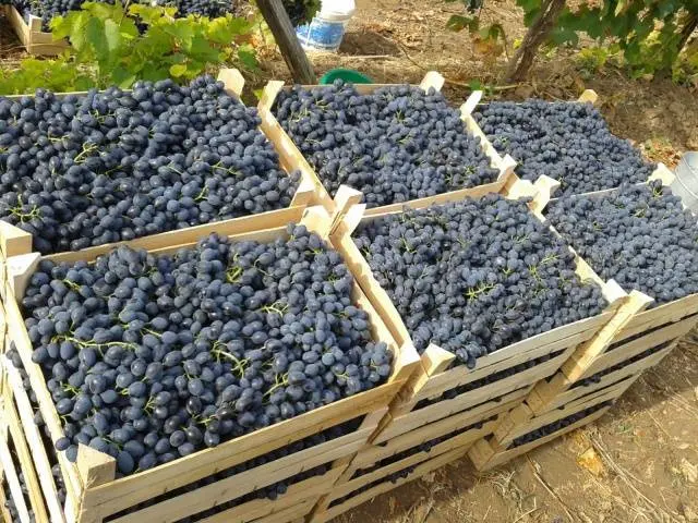 How to make homemade wine from red grapes