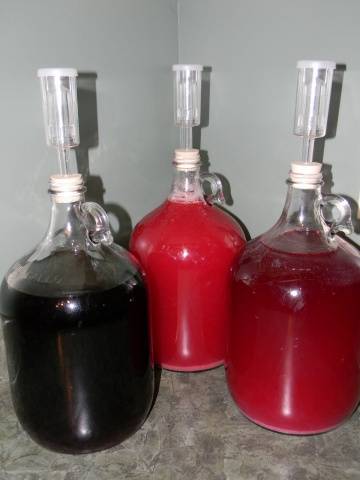 How to make homemade wine from red grapes