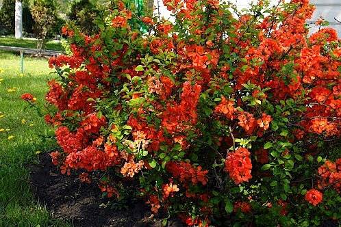 How to make Japanese quince jam