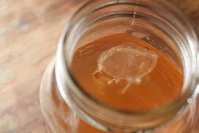 How to make kombucha at home with your own hands: how to put and grow, photo, video