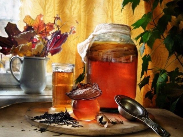 How to make kombucha at home with your own hands: how to put and grow, photo, video