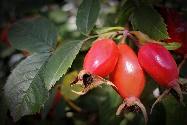 How to make moonshine on rose hips and tincture on rose hips on moonshine