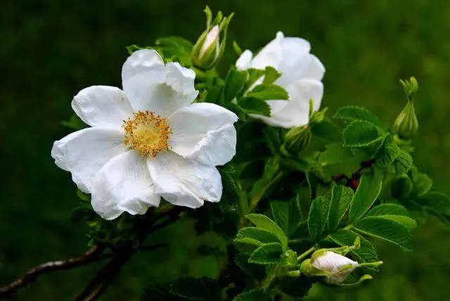 How to make moonshine on rose hips and tincture on rose hips on moonshine