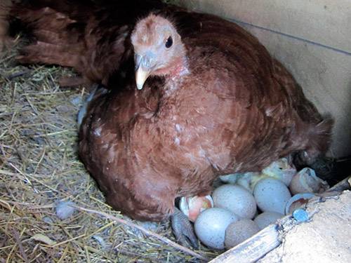 How to make nests for turkeys 