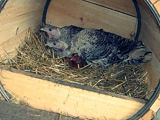 How to make nests for turkeys 