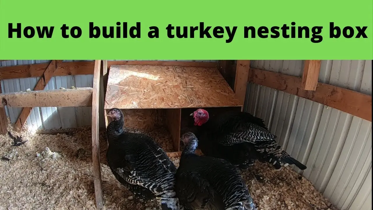 How to make nests for turkeys 