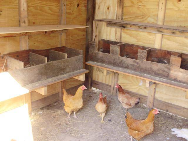 How to make nests in a chicken coop 