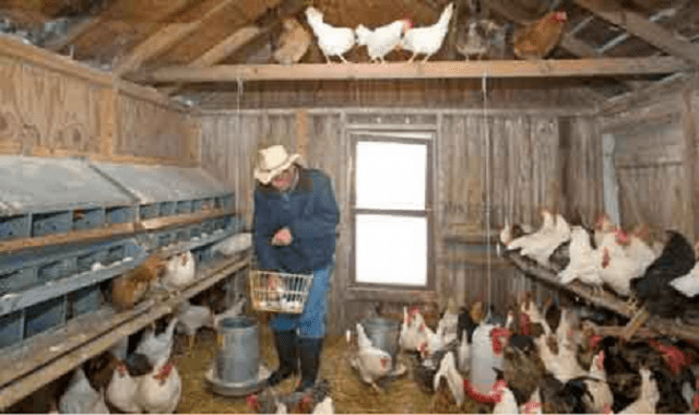 How to make nests in a chicken coop 