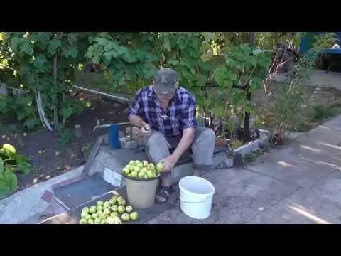 How to make pickled apples