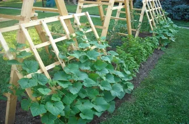 How to make trellises for cucumbers in a greenhouse