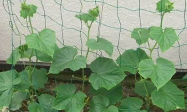 How to make trellises for cucumbers in a greenhouse